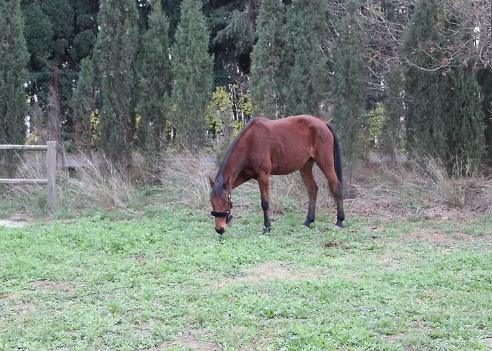 Апартаменты Mas Des Oliviers *